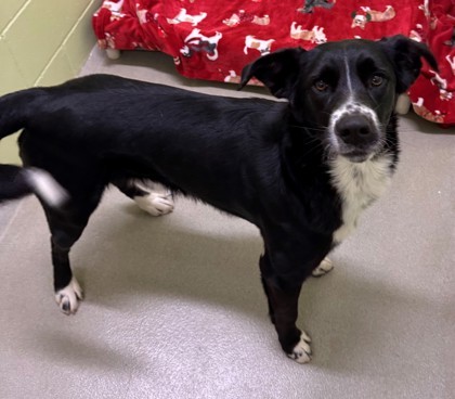 Waffle, an adoptable Border Collie, Mixed Breed in Willmar, MN, 56201 | Photo Image 3