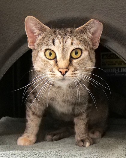 Martina (at PetSmart)