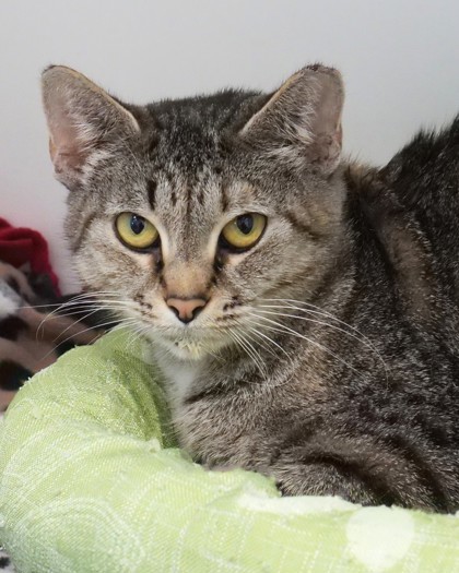 Martina (at PetSmart)
