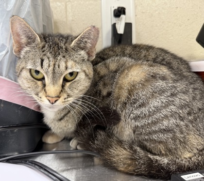 Martina (at PetSmart)
