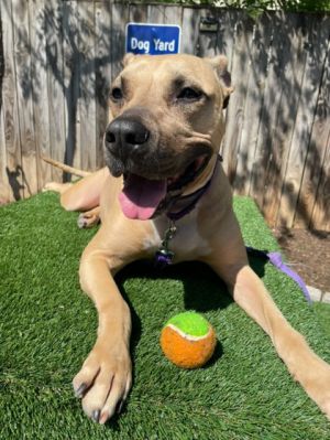 Tigris, Adult Female Boxer