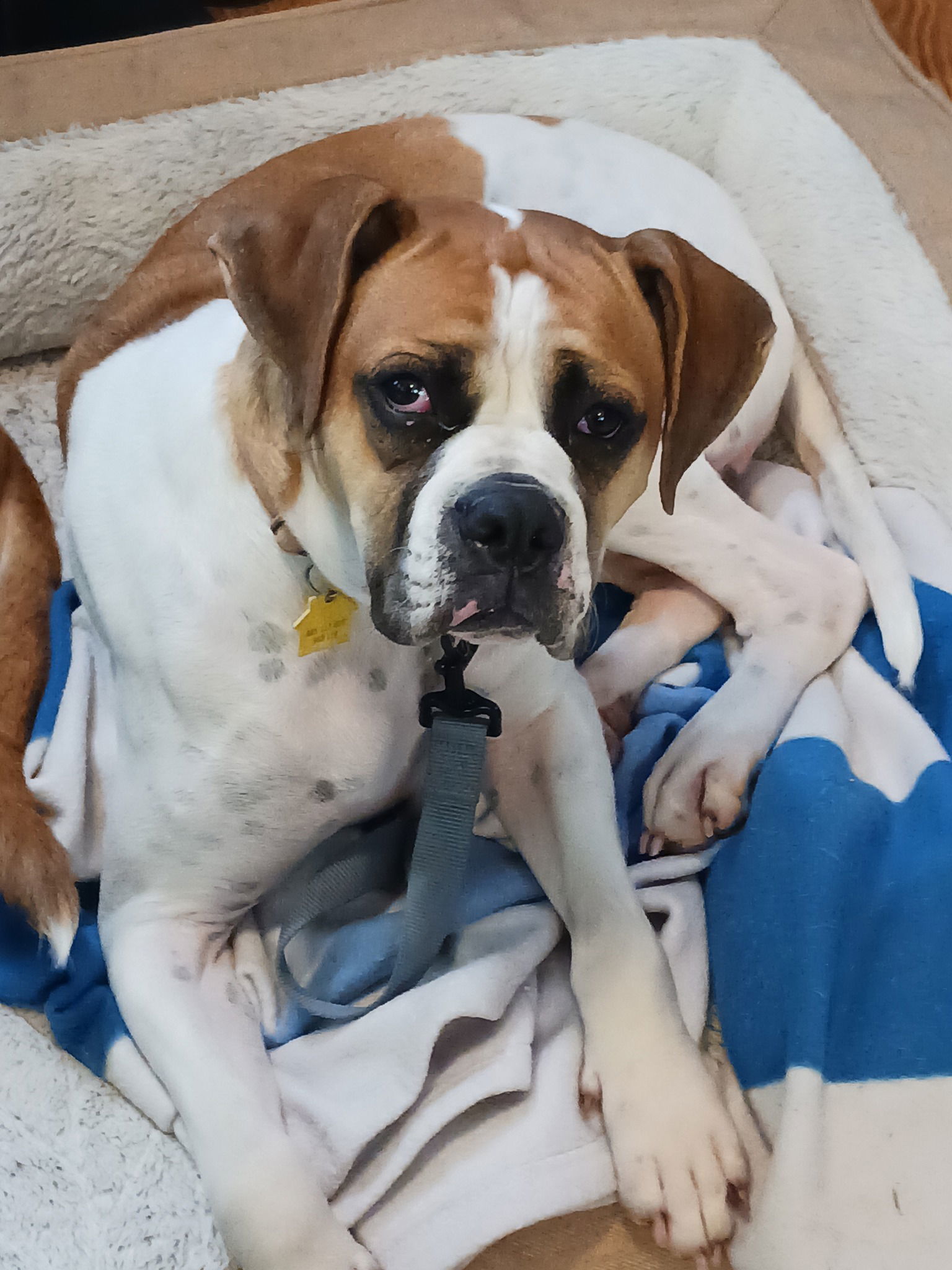 Gus