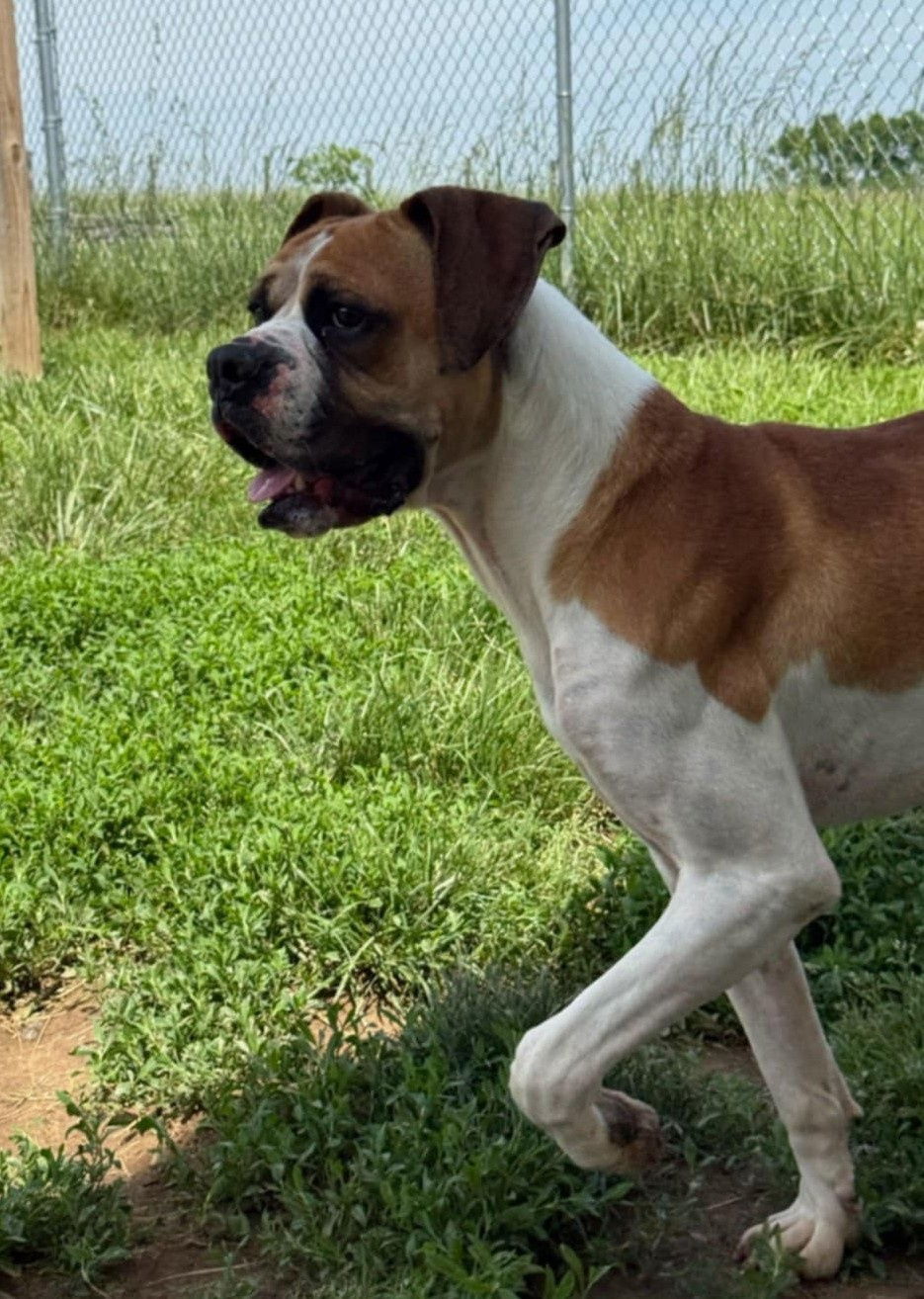 Gus