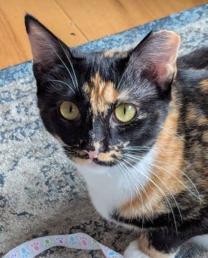 Lucy is a beautiful and playful 9-month-old cat who knows her own mind Lucy is inquisitive and play