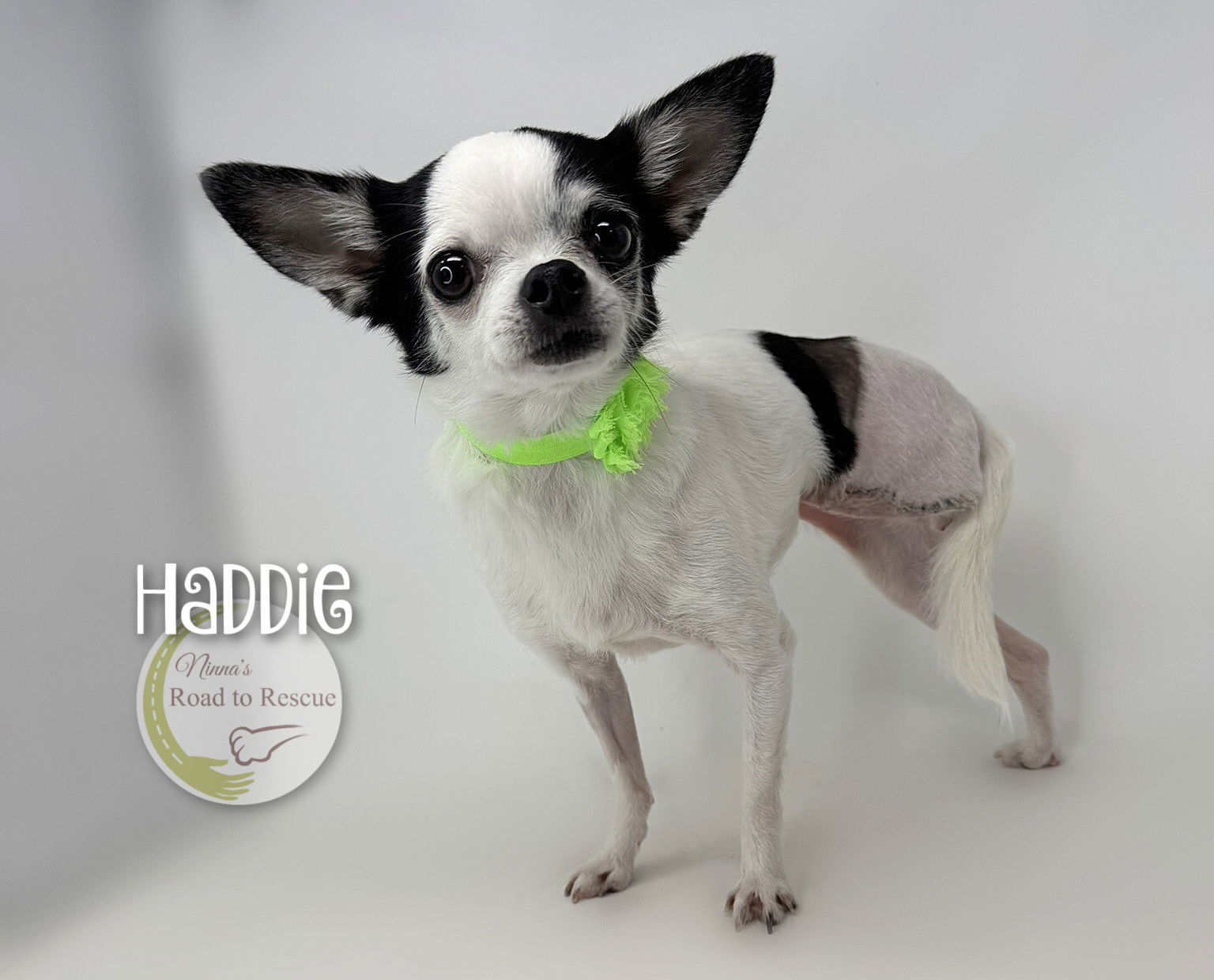 Haddie (NOT YET AVAILABLE)