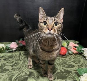 RescueCats IncDate of birth 32923 Photos taken on 5925 Very sweet kitty He is neutered tr