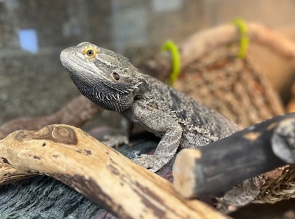 Draco
