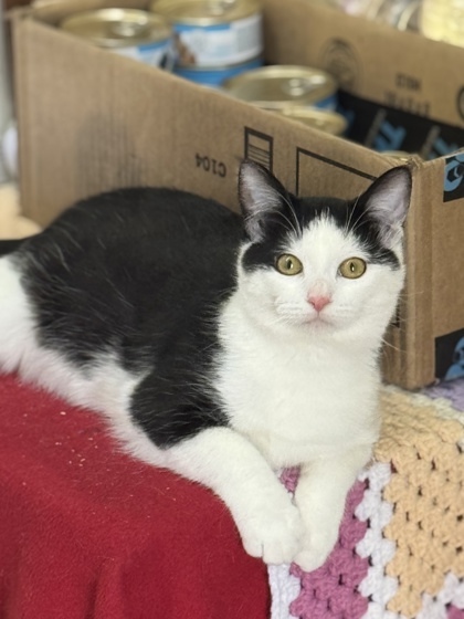 Chippy, an adoptable Domestic Short Hair in Moses Lake, WA, 98837 | Photo Image 1