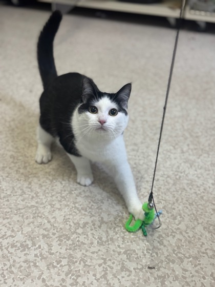 Chippy, an adoptable Domestic Short Hair in Moses Lake, WA, 98837 | Photo Image 2