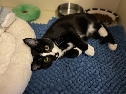 Matilda, an adoptable Domestic Short Hair in Moses Lake, WA, 98837 | Photo Image 1