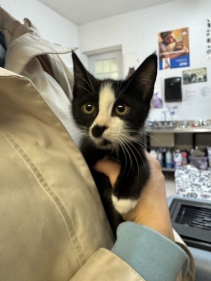 Matilda, an adoptable Domestic Short Hair in Moses Lake, WA, 98837 | Photo Image 2