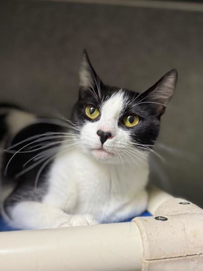Granny Smith, an adoptable Domestic Short Hair in Moses Lake, WA, 98837 | Photo Image 1