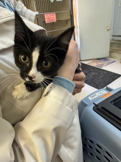 Alice, an adoptable Domestic Short Hair in Moses Lake, WA, 98837 | Photo Image 2