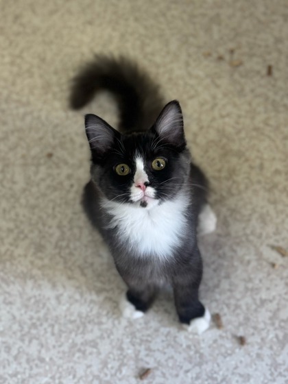 Bingo, an adoptable Domestic Medium Hair, Domestic Short Hair in Moses Lake, WA, 98837 | Photo Image 1