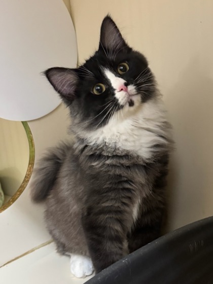Bingo, an adoptable Domestic Medium Hair, Domestic Short Hair in Moses Lake, WA, 98837 | Photo Image 2