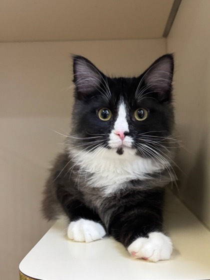 Bingo, an adoptable Domestic Medium Hair, Domestic Short Hair in Moses Lake, WA, 98837 | Photo Image 3