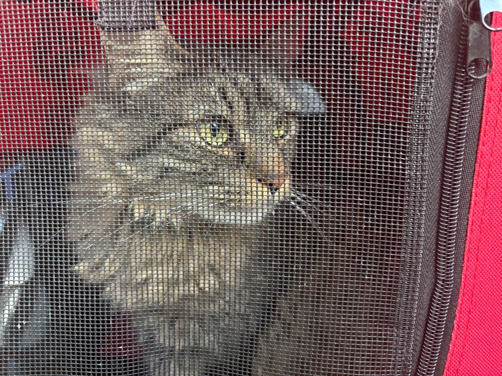 Luna aka Autumn