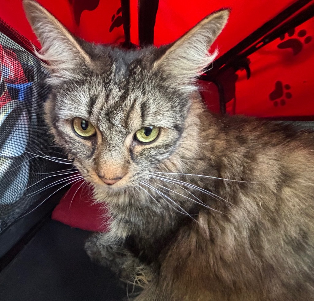 Luna aka Autumn, an adoptable Domestic Long Hair in Gorham, ME, 04038 | Photo Image 3
