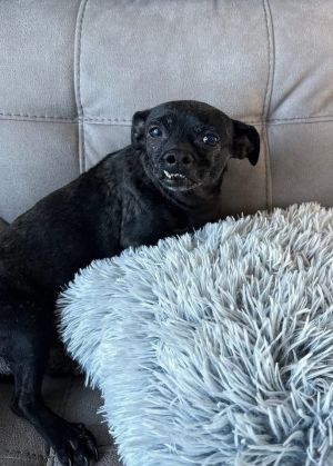 Xena, Young Female Chihuahua