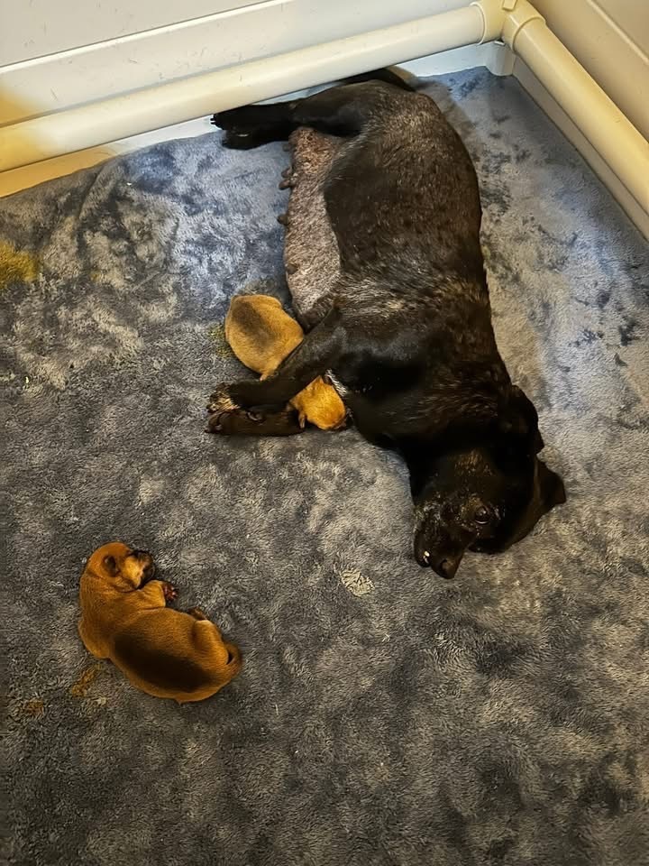 Xena