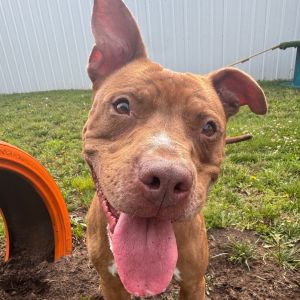 Stanley, Adult Male Pit Bull Terrier
