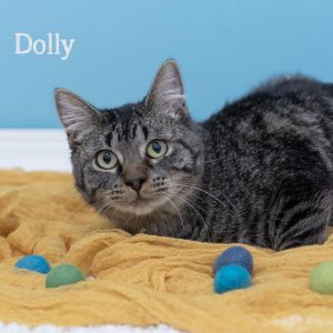 Dolly, Young Female Domestic Short Hair