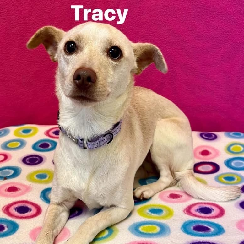 Tracy