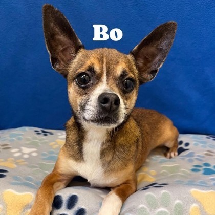 Bo