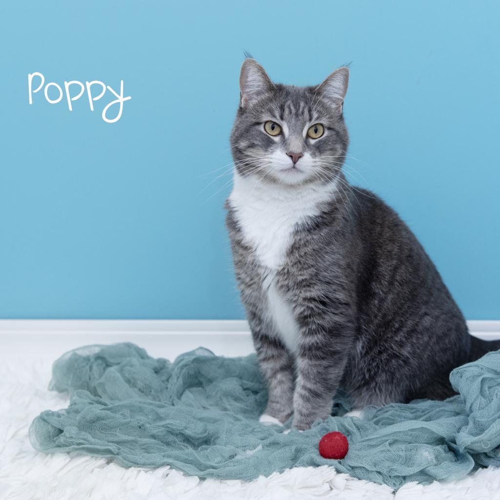 Poppy