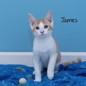 James, Baby Male Domestic Short Hair