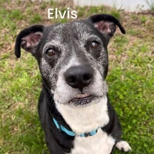 Elvis, Senior Male Basset Hound