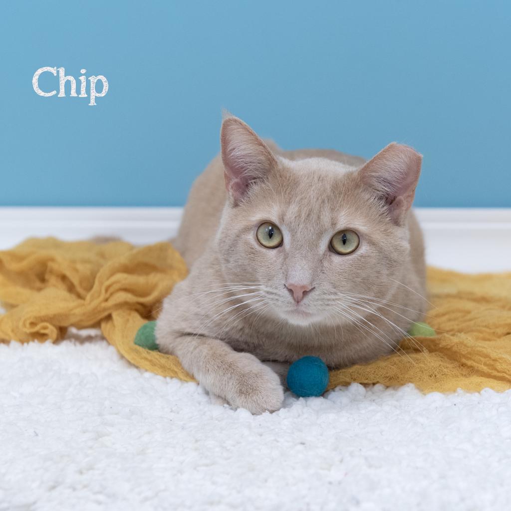 Chip