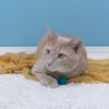 Chip photo 2