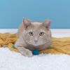 Chip photo 3