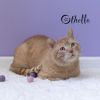 Othello photo 1