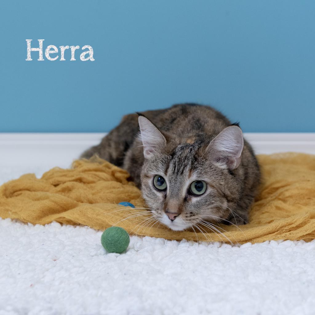Herra
