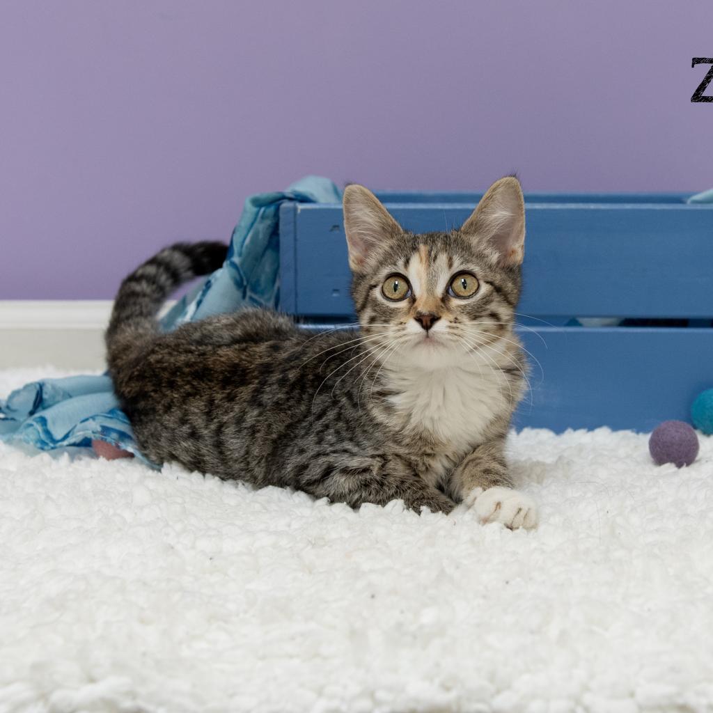 Zsa Zsa