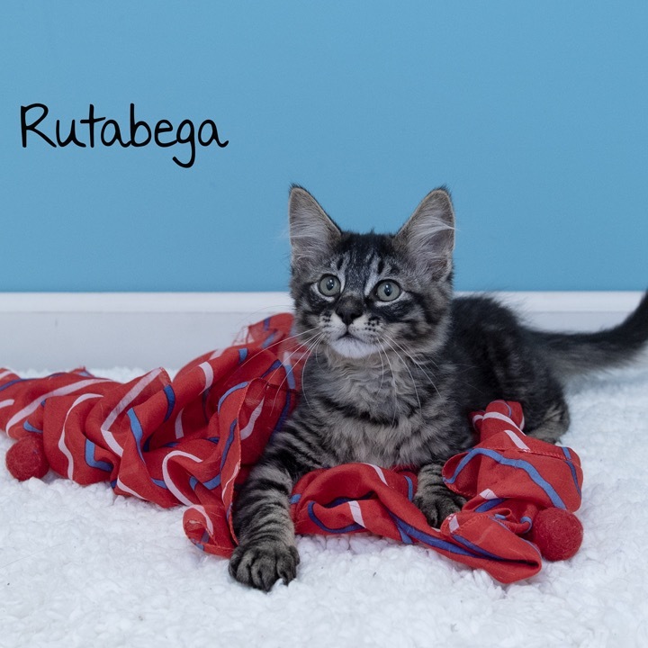 Rutabega