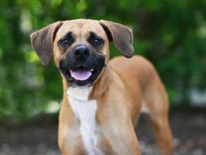 SAHARA, Adult Female Black Mouth Cur