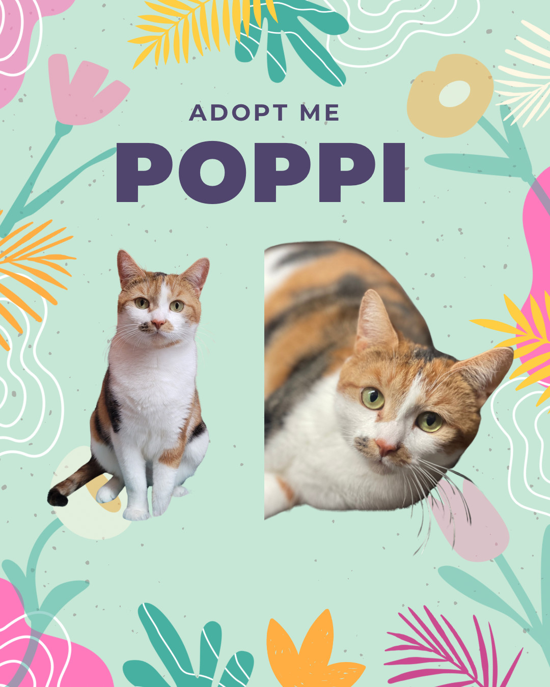 Poppi - an adorable purring sweetheart