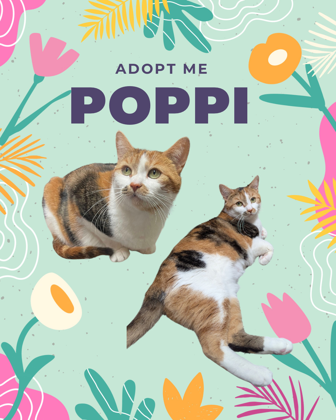 Poppi - an adorable purring sweetheart