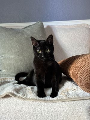 Fran, Young Female Domestic Short Hair