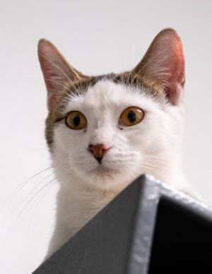 Patty, Adult Female Domestic Short Hair