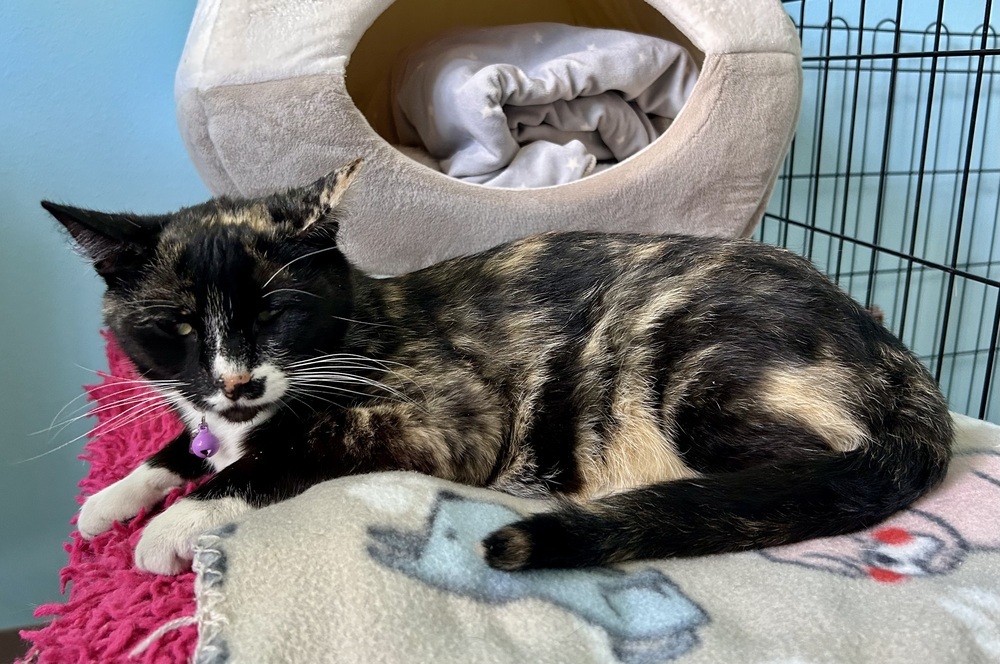 May, an adoptable Domestic Short Hair in Moses Lake, WA, 98837 | Photo Image 1