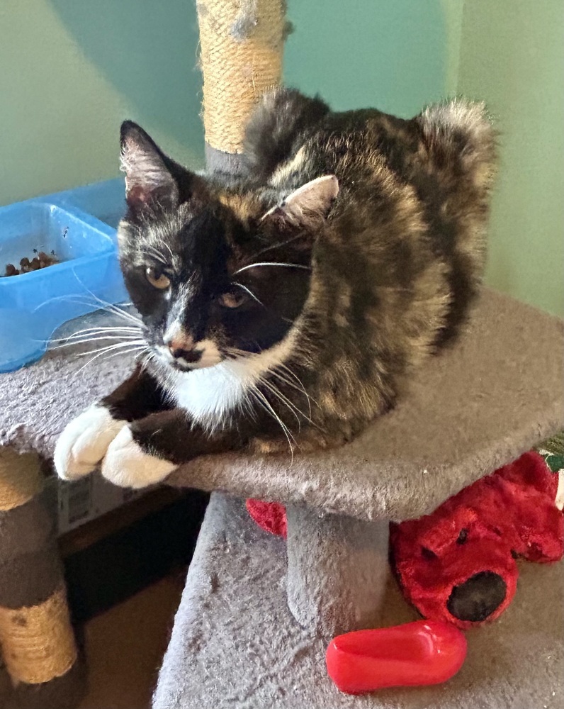 May, an adoptable Domestic Short Hair in Moses Lake, WA, 98837 | Photo Image 2