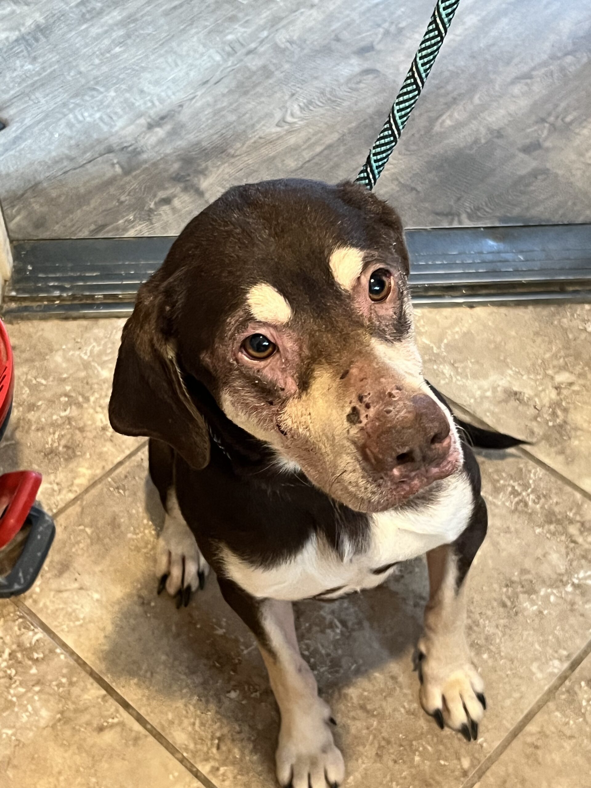 Rodie, an adoptable Australian Kelpie, Mixed Breed in Dillon, MT, 59725 | Photo Image 1