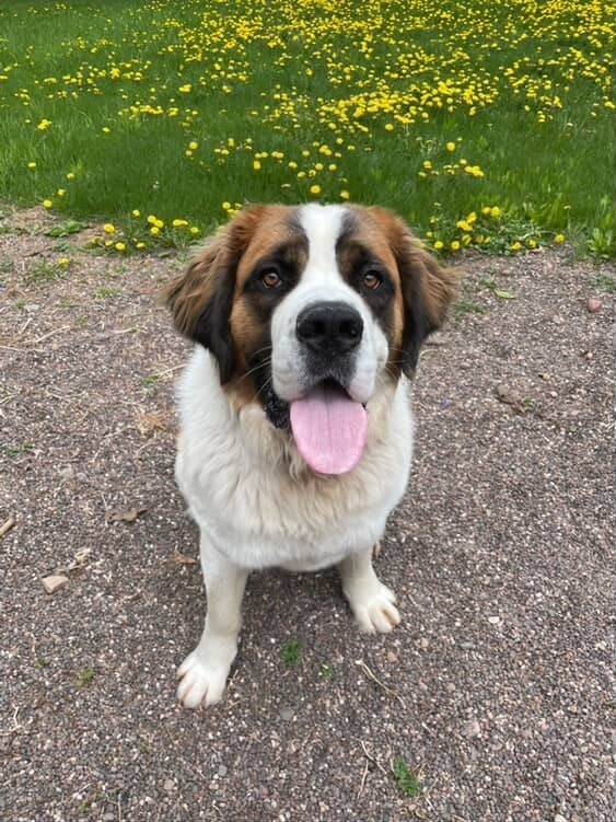 Milly, an adoptable Saint Bernard in Houghton, MI, 49931 | Photo Image 1