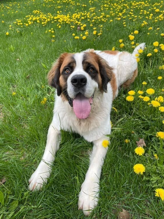 Milly, an adoptable Saint Bernard in Houghton, MI, 49931 | Photo Image 2