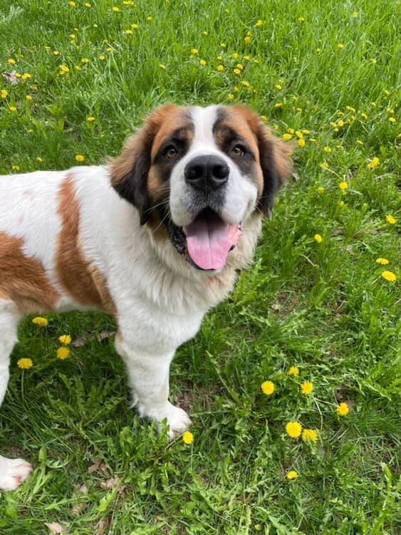 Milly, an adoptable Saint Bernard in Houghton, MI, 49931 | Photo Image 3