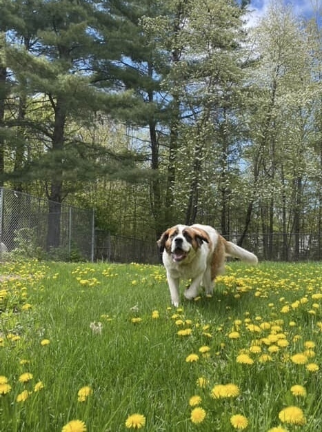 Milly, an adoptable Saint Bernard in Houghton, MI, 49931 | Photo Image 4